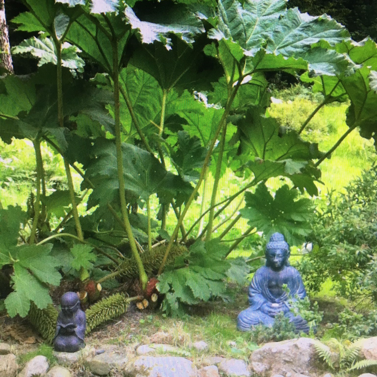 Bild von einem Teich